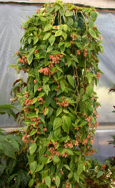 B. radicans